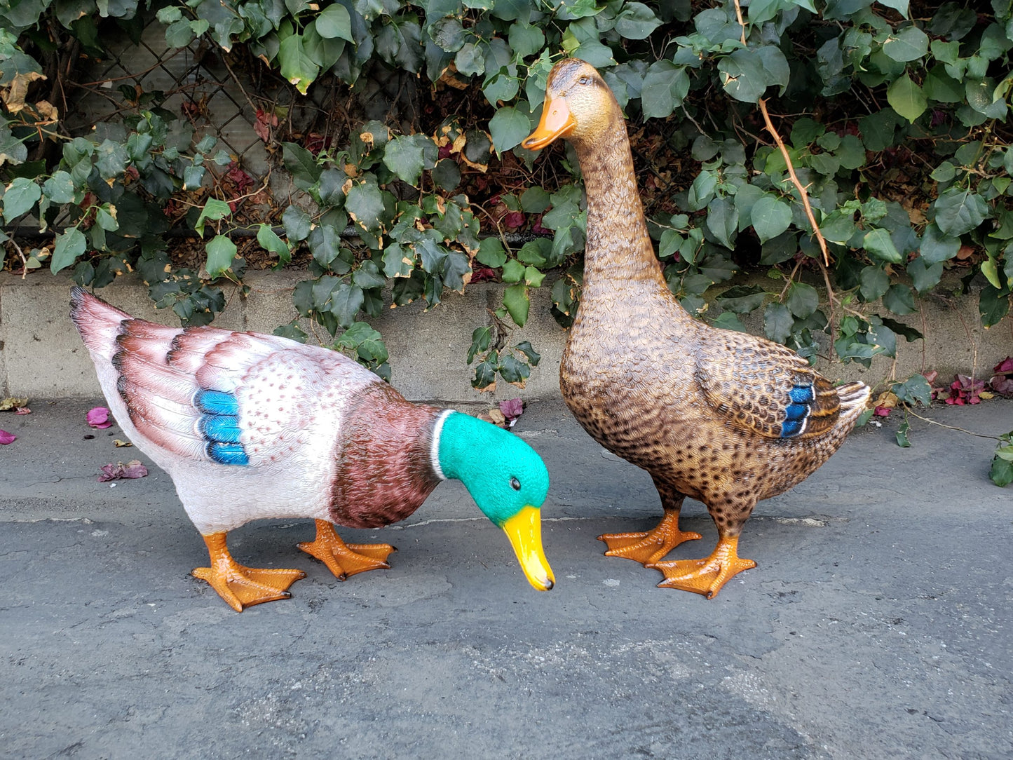 Duck Standing Looking Down Bronze Statue - Size: 24"L x 9"W x 12"H.
