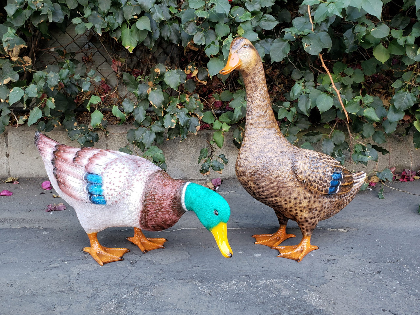 Duck Standing Looking Down Bronze Statue - Size: 24"L x 9"W x 12"H.