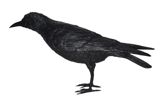Raven with his head up Bronze Statue - Size: 23"L x 6"W x 13"H.