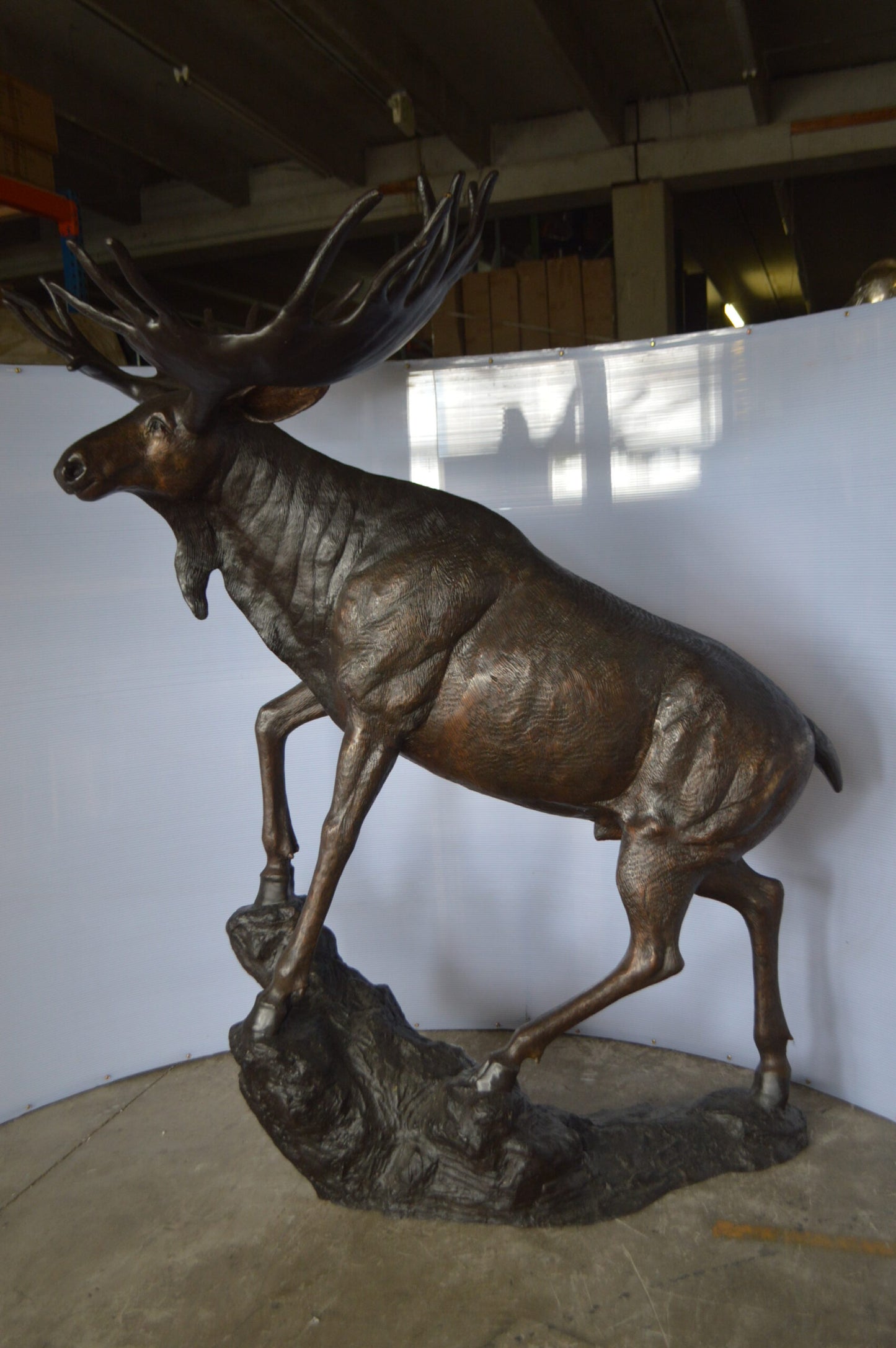 Moose - Life Size Bronze Statue - Size: 62"L x 48"W x 80"H.