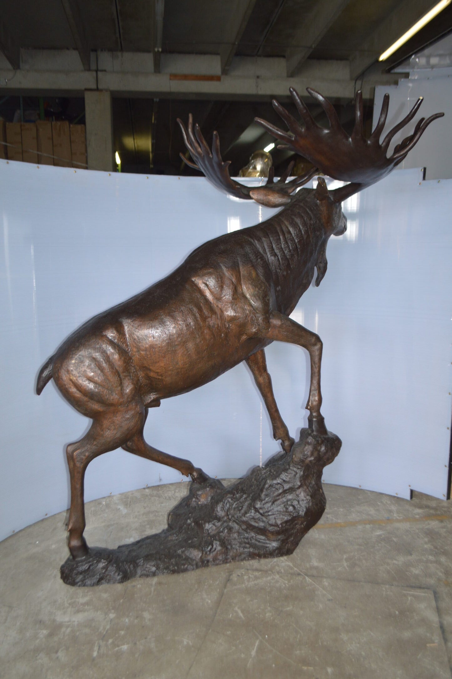 Moose - Life Size Bronze Statue - Size: 62"L x 48"W x 80"H.