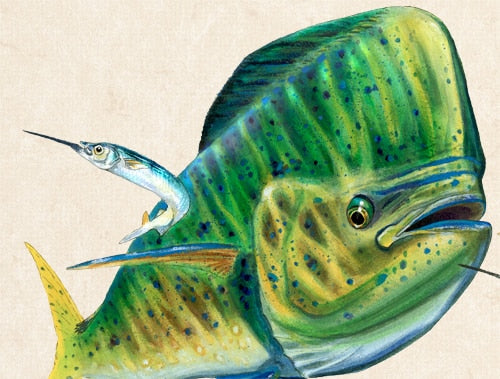 Mahi Mahi, limited edition giclee by Jason Mathias, 40x30 signed and numbered