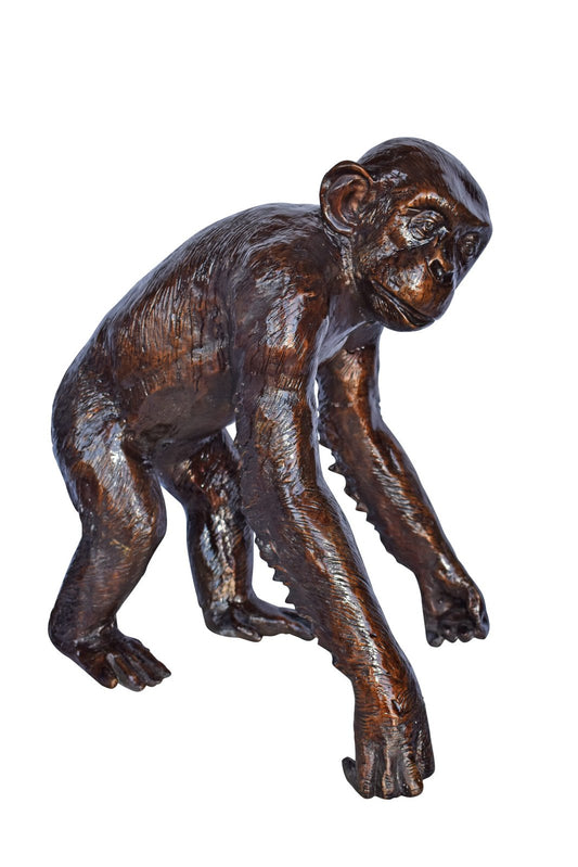 Chimpanzee Standing and Looking around Bronze Statue - Size: 24" x 20" x 28"H