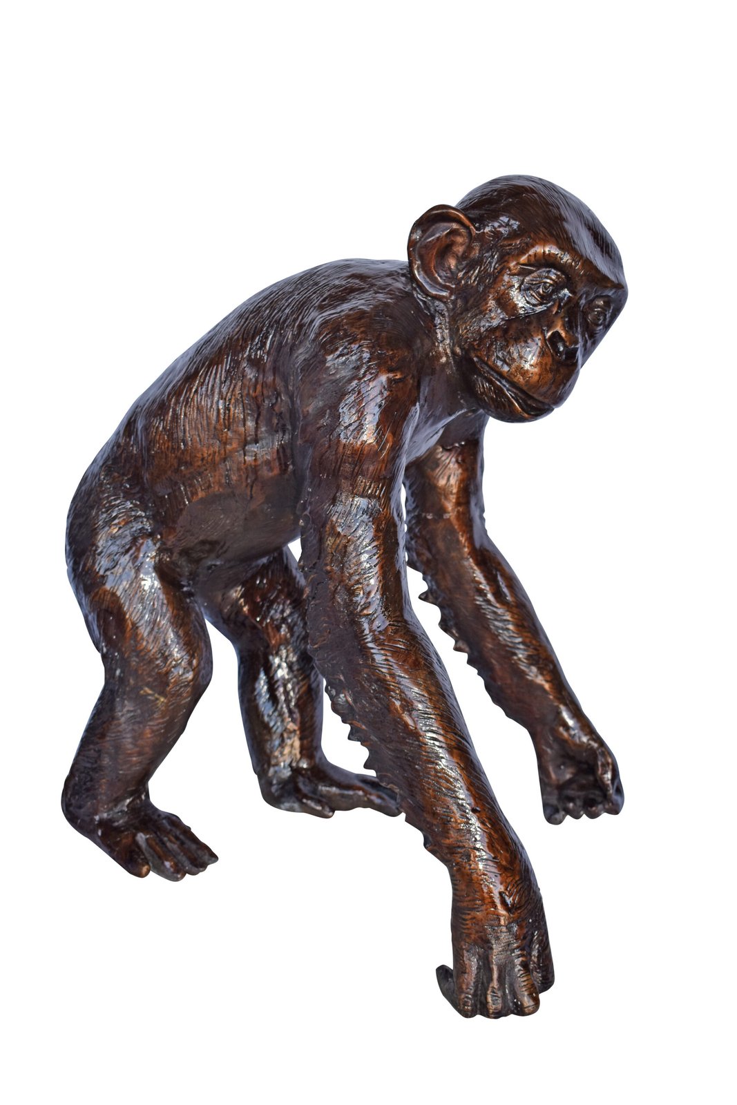 Chimpanzee Standing and Looking around Bronze Statue - Size: 24" x 20" x 28"H
