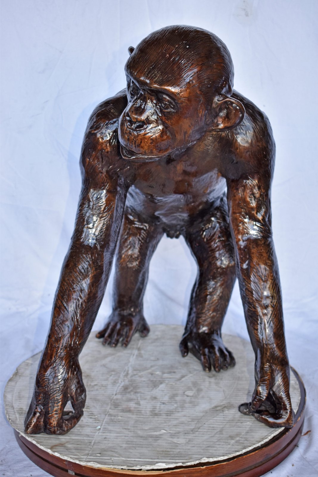 Chimpanzee Standing and Looking around Bronze Statue - Size: 24" x 20" x 28"H