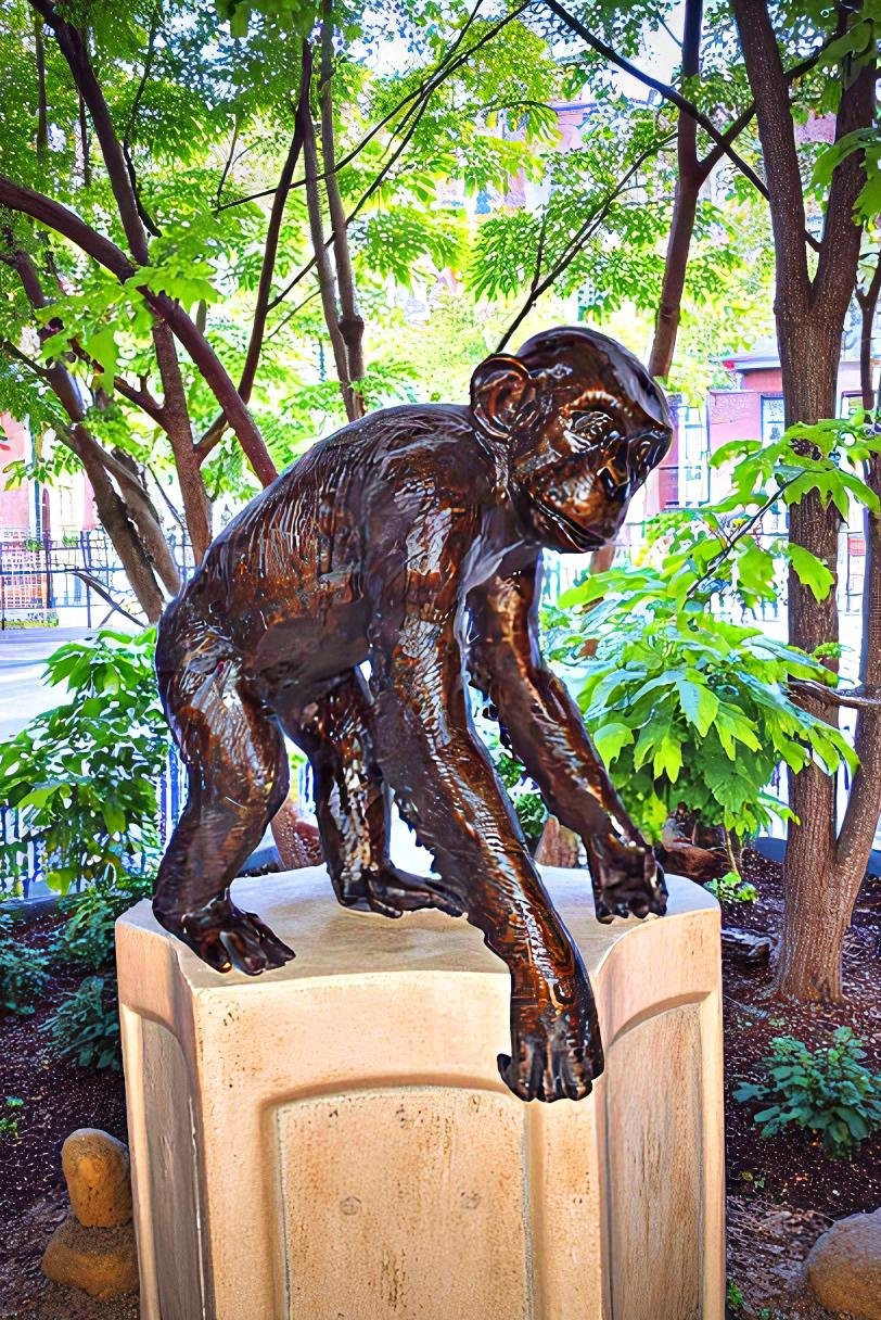 Chimpanzee Standing and Looking around Bronze Statue - Size: 24" x 20" x 28"H