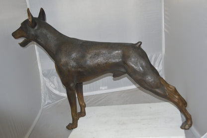 Doberman - Large Bronze Statue -  Size: 14"L x 52"W x 38"H. 