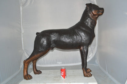 Rottweiler Dog Bronze Statue -  Size: 44"L x 10"W x 36"H.