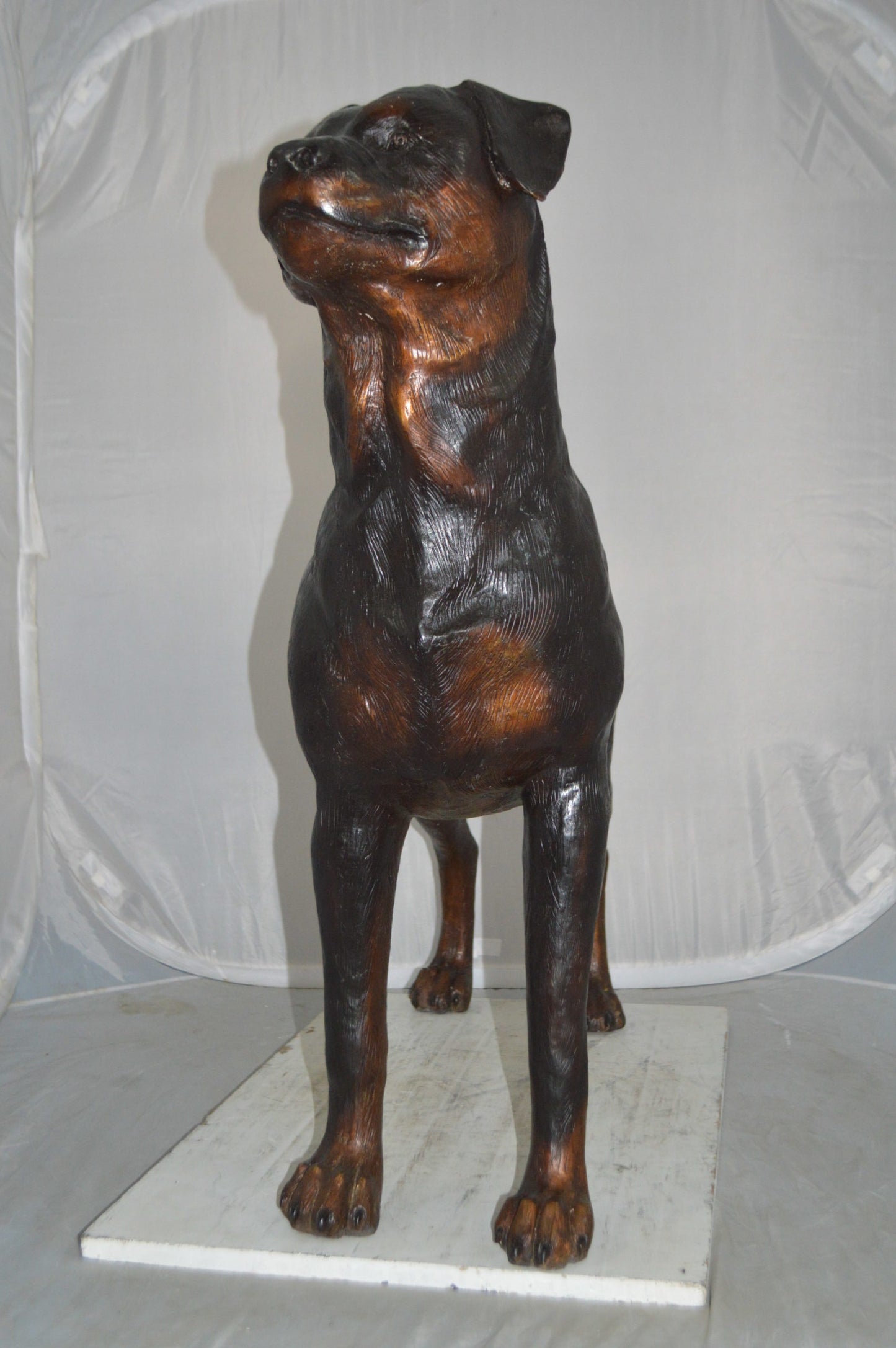 Rottweiler Dog Bronze Statue -  Size: 44"L x 10"W x 36"H.