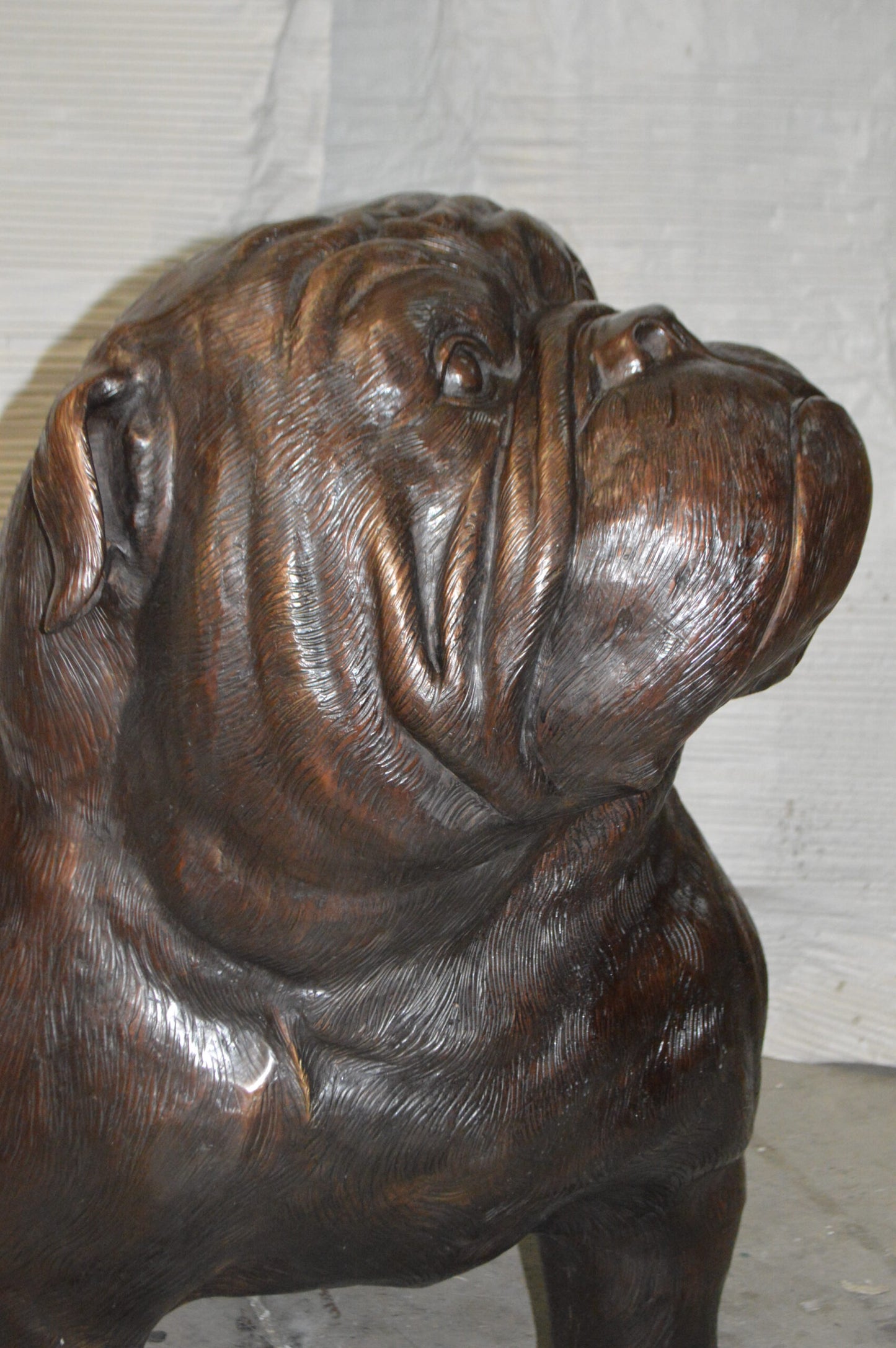 Bulldog Giant Bronze Statue -  Size: 62"L x 26"W x 44"H.