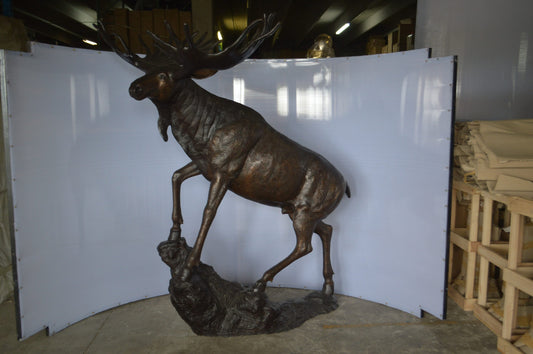 Moose - Life Size Bronze Statue -  Size: 62"L x 48"W x 80"H.