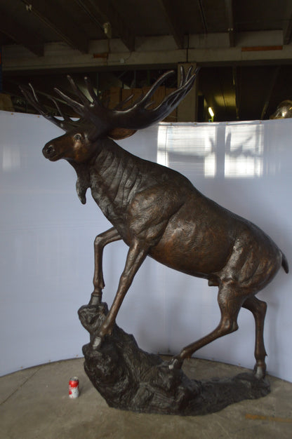 Moose - Life Size Bronze Statue -  Size: 62"L x 48"W x 80"H.