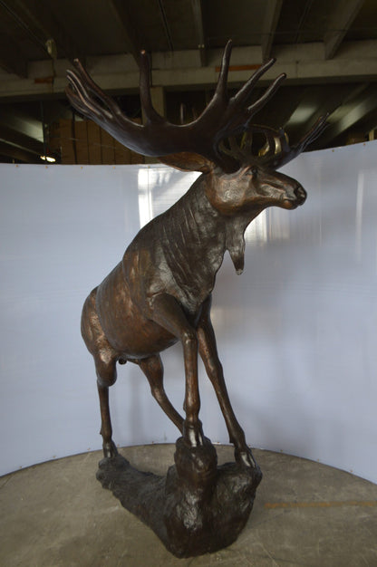 Moose - Life Size Bronze Statue -  Size: 62"L x 48"W x 80"H.