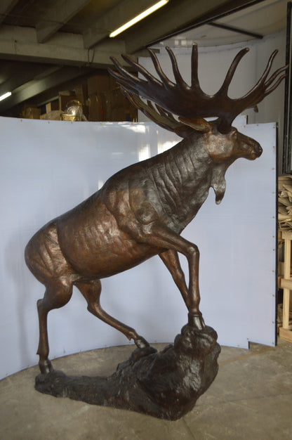 Moose - Life Size Bronze Statue -  Size: 62"L x 48"W x 80"H.