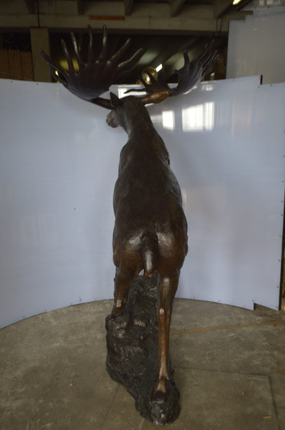 Moose - Life Size Bronze Statue -  Size: 62"L x 48"W x 80"H.