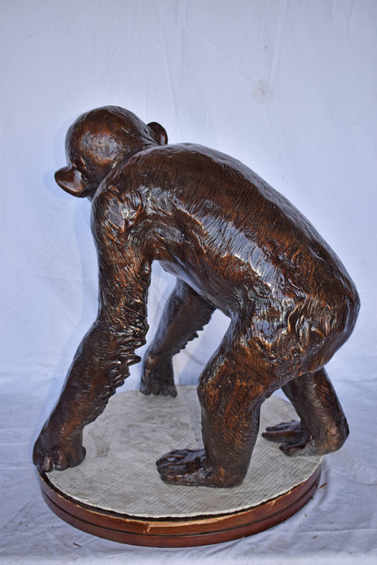 Chimpanzee Standing and Looking around Bronze Statue - Size: 24" x 20" x 28"H