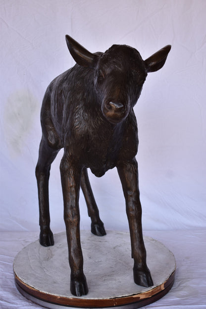 Bison Calf Lifesize Bronze Statue - Size: 37"L x 15"W x 32"H.