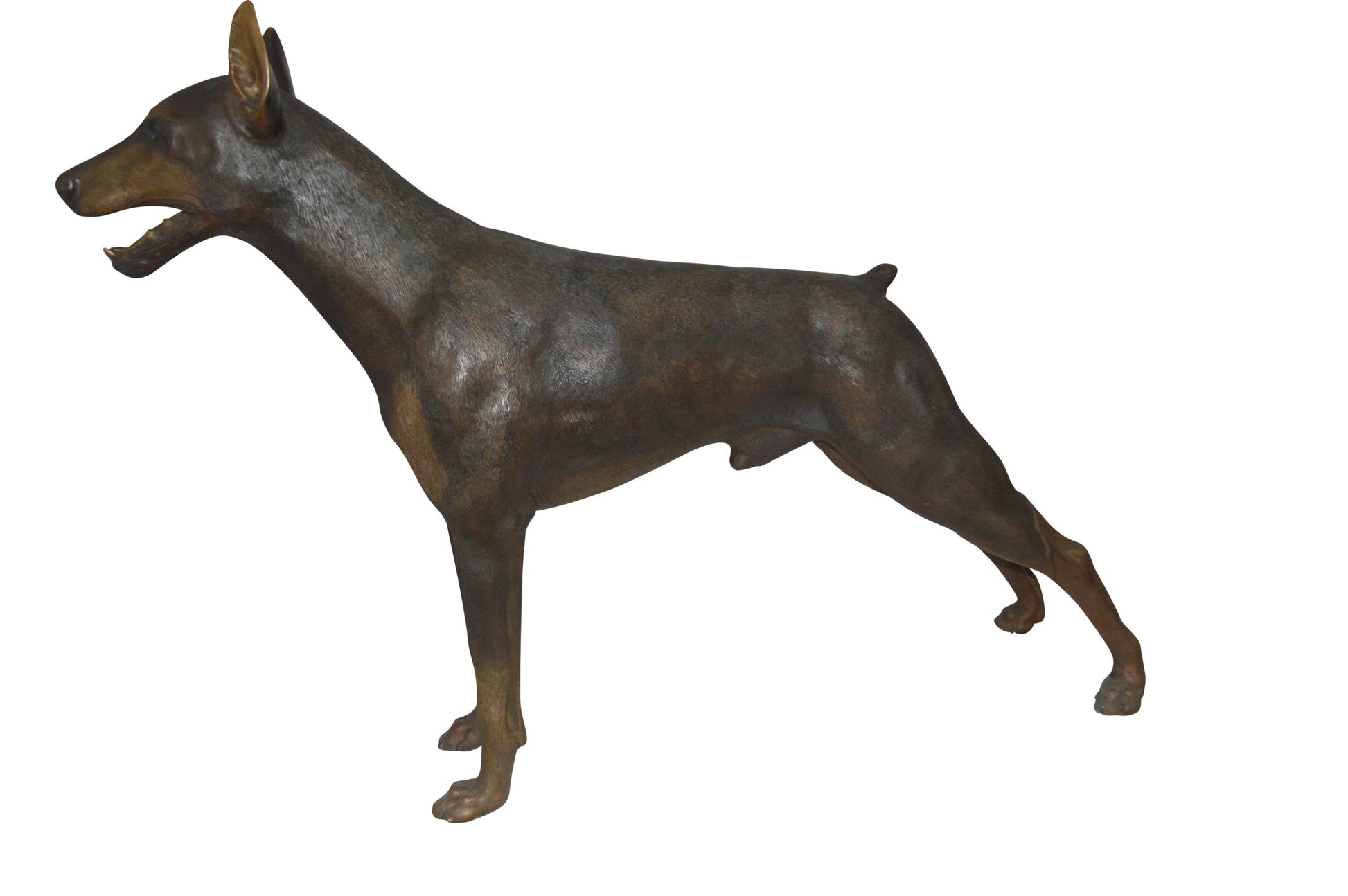 Doberman - Large Bronze Statue -  Size: 14"L x 52"W x 38"H. 