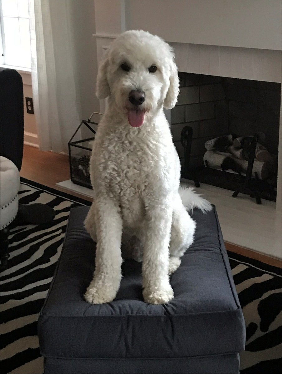 Murphy – Custom Bronze Goldendoodle Dog Statue - 50% Down Payment