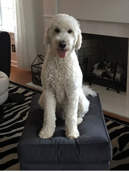 Murphy – Custom Bronze Goldendoodle Dog Statue - 50% Down Payment