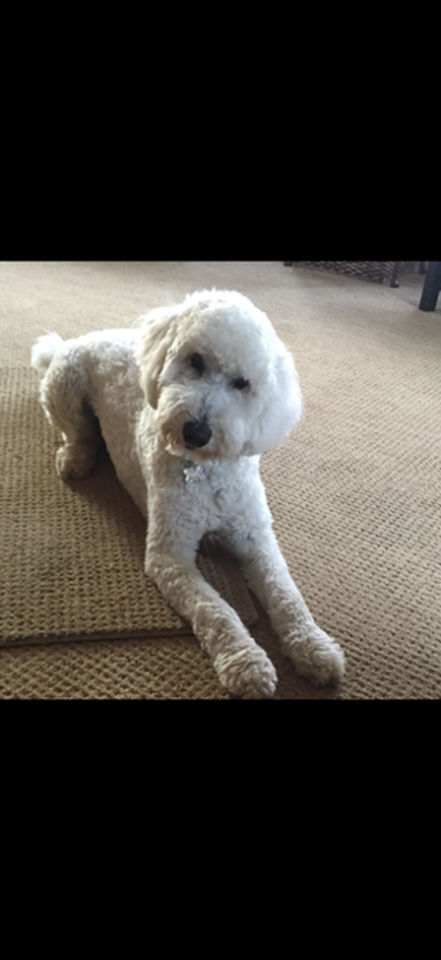 Murphy – Custom Bronze Goldendoodle Dog Statue - 50% Down Payment