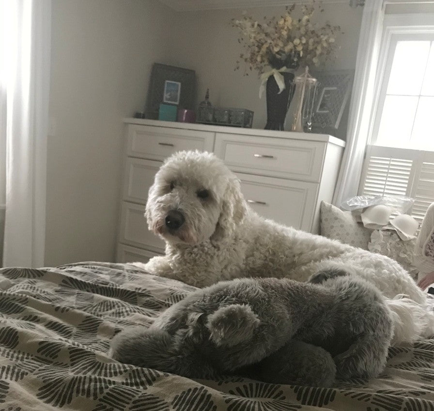 Murphy – Custom Bronze Goldendoodle Dog Statue - 50% Down Payment