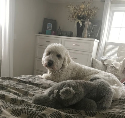 Murphy – Custom Bronze Goldendoodle Dog Statue - 50% Down Payment