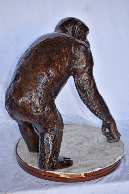 Chimpanzee Standing and Looking around Bronze Statue - Size: 24" x 20" x 28"H