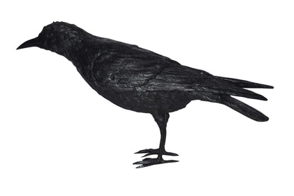 Raven with his head up Bronze Statue - Size: 23"L x 6"W x 13"H.