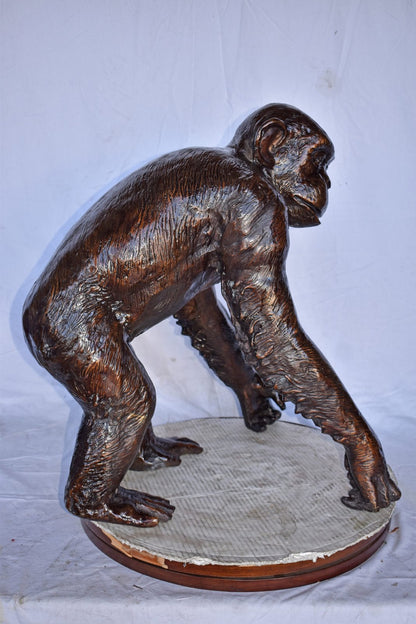 Chimpanzee Standing and Looking around Bronze Statue - Size: 24" x 20" x 28"H