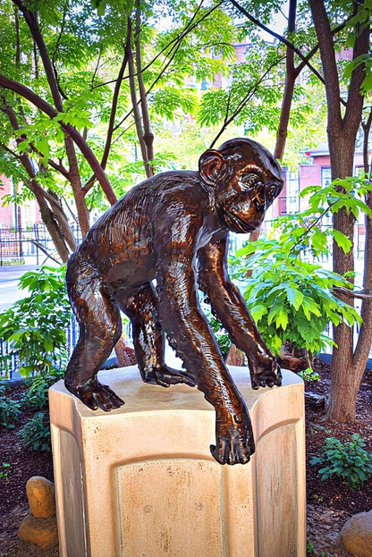 Chimpanzee Standing and Looking around Bronze Statue - Size: 24" x 20" x 28"H