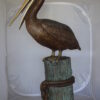 Pelican on a Stump Bronze Statue -  Size: 14"L x 38"W x 58"H.