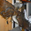 Eagle Flying To The Right Bronze Statue  -  Size: 22"L x 63"W x 67"H.