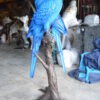 Pair of Blue Parrots on a tree - Bronze Statue -  Size: 43"L x 28"W x 67"H.