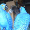 Pair of Blue Parrots on a tree - Bronze Statue -  Size: 43"L x 28"W x 67"H.