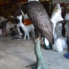 Large Eagle on a branch Bronze Statue -  Size: 29"L x 29"W x 74"H.