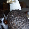 Large Eagle on a branch Bronze Statue -  Size: 29"L x 29"W x 74"H.