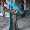 Pair of Peacocks on a Tree Bronze Statue -  Size: 30"L x 27"W x 66"H.