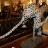 Running Cheetah - Gold Pleated Bronze Statue -  Size: 67"L x 23"W x 41"H.