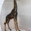 Pair of Giraffes Bronze Statues -  Size: 32"L x 12"W x 55"H.