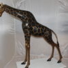 Pair of Giraffes Bronze Statues -  Size: 32"L x 12"W x 55"H.