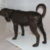 Hound dog Bronze Statue -  Size: 38"L x 12"W x 26"H.