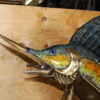 Large Sailfish Bronze Statue -  Size: 38"L x 24"W x 67"H.