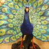 Colorful Peacock Bronze Statue -  Size: 24"L x 39"W x 35"H.