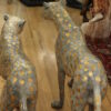 Pair of Golden-Plated Cheetahs Bronze Statue -  Size: 58"L x 10"W x 31"H.