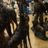 Pair of Giraffes Bronze Statues -  Size: 32"L x 12"W x 55"H.