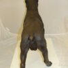 Pit Bull Dog Bronze Statue -  Size: 33"L x 11"W x 26"H.