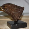 Eagle head - Bronze Statue -  Size: 10"L x 6"W x 8.5"H.