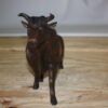 Bull Head up - Bronze Statue -  Size: 15"L x 4"W x 10"H.