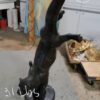 Otter Bronze Statue -  Size: 15"L x 17"W x 44"H.